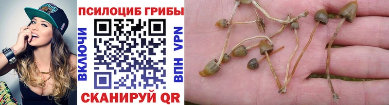 Псилоцибиновые грибы Psilocybe  купить наркоту  Бодайбо 
